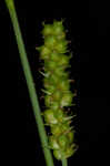 Limestone meadow sedge